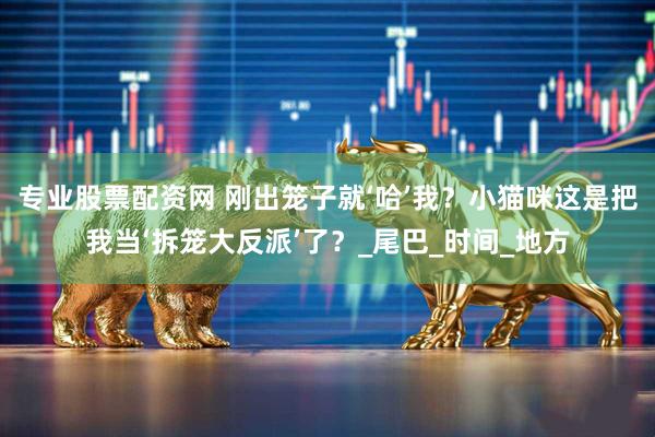 专业股票配资网 刚出笼子就‘哈’我？小猫咪这是把我当‘拆笼大反派’了？_尾巴_时间_地方