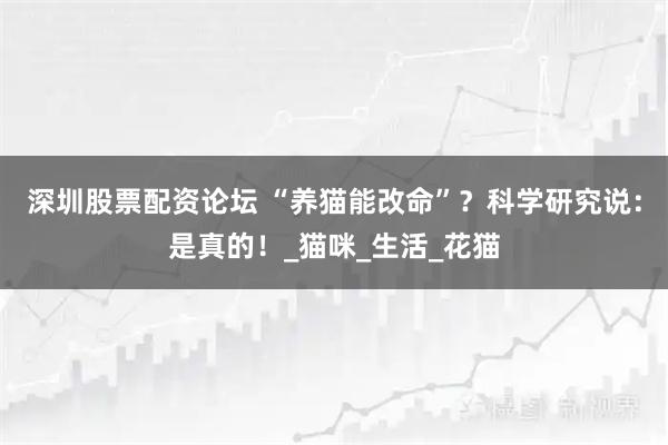 深圳股票配资论坛 “养猫能改命”？科学研究说：是真的！_猫咪_生活_花猫